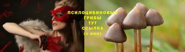 гашик Аркадак